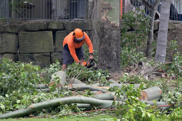 Best Hazardous Tree Removal  in Eureka, KS